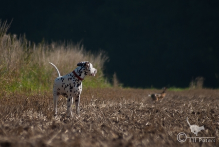 Hund und Hase