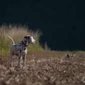 Hund und Hase