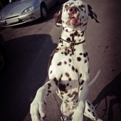 (Dog-)Dancing in the street..