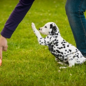 Die Sache mit dem Ball :)©Jill Peters