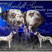 moonlight_surprise_littercard-kl