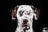 "Humphrey" - Caprilli's I have a dream