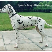 Djeanys-Dinag-of-Dalburys-Clan_web