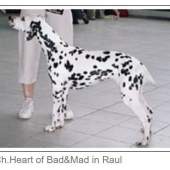 Heart-of-Bad-Mad-in-Raul_web