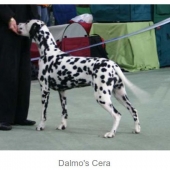 dalmos-cera_web