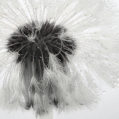 pusteblume-008ir.jpg