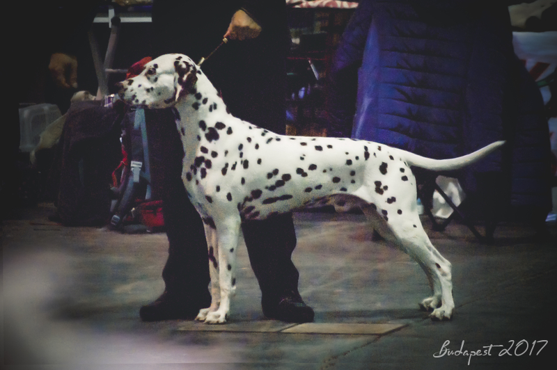 Ch. Caprilli's I Have a Dream "Humphrey", Winterdogshow 2017, Budapest 2017