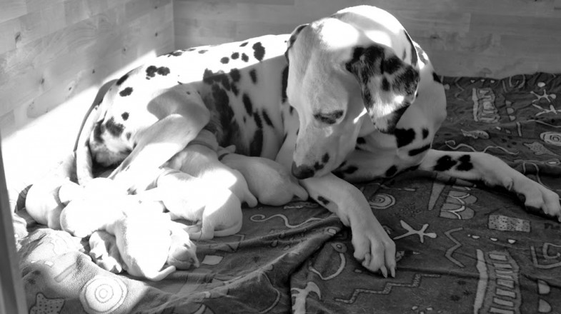 Lola mit Welpen