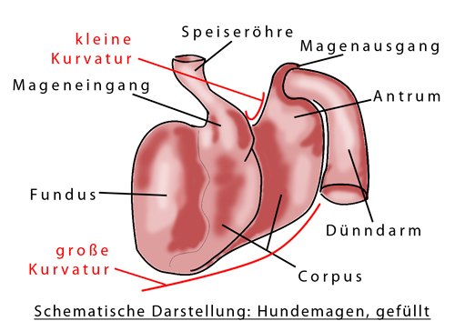 Magen1