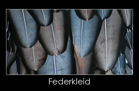 Federkleid