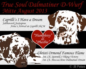 Deckung 16.06.2013: Caprilli's I Have a Dream & Christi Ormond Famous Flame True Soul Dalmatiner